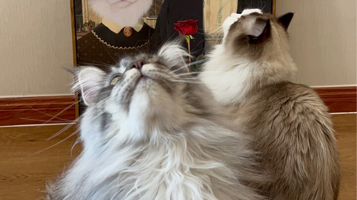 Maine Coon vs. Ragdoll Cat Bathing