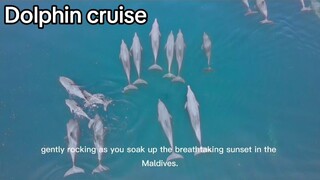 Dolphin cruise