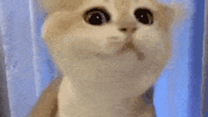 Cute little kittens have so many quirky things~