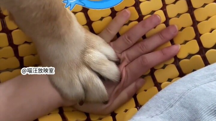 Chó con dùng toàn lực một đòn! Hiệu quả vượt trội!