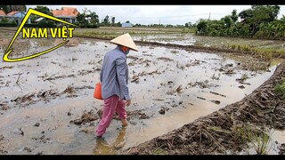 Rủ vợ đi mò cua bắt ốc ( nhật ký mùa covid ) Nam Việt 1663