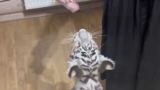 哪个小狗狗最乖就有肉吃