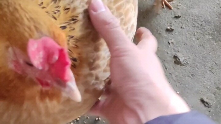 Apa yang terjadi jika Anda menangkap seekor ayam betina di depan anak-anaknya?