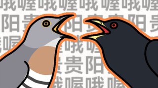 【鸟类meme动画/鹰鹃/噪鹃】misery x CPR meme