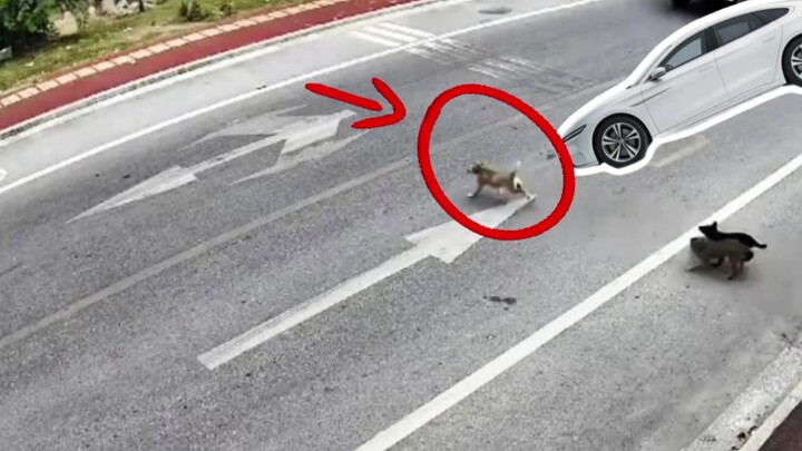 Driving on the road and hitting a dog—can you just drive off without stopping?
