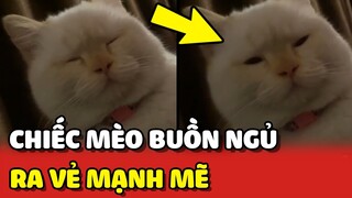 Chiếc mèo BUỒN NGỦ nhưng cố tỏ ra MẠNH MẼ vẫn thức được 😂 | Yêu Lu