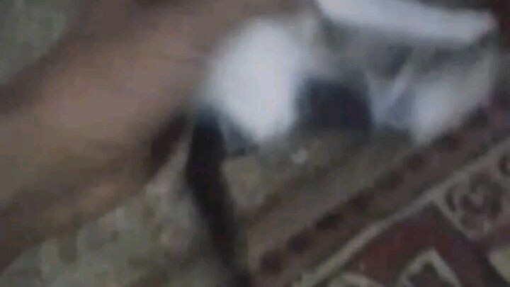 my cat..