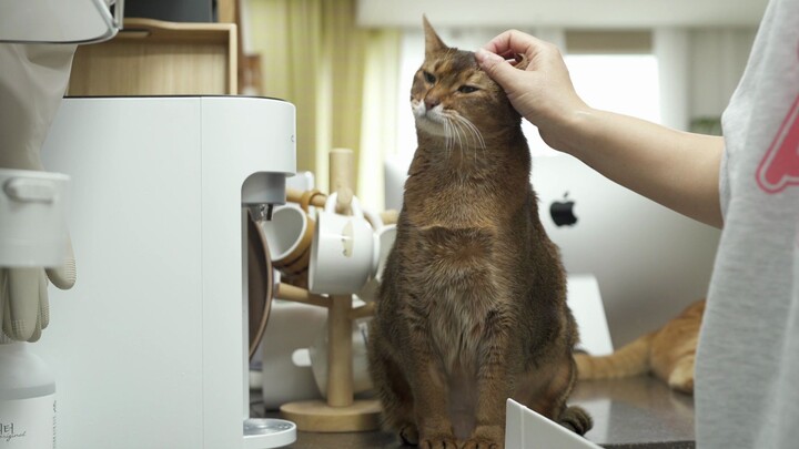 High-sugar alert ahead! While I was doing the dishes, the cat’s reaction on the side was just too cu