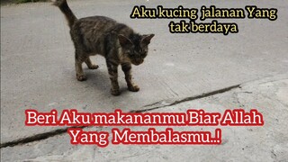 Kucing Sedih Minta Makan Di Jalan Keadaanya Memprihatinkan | Kucingnya Bisu Tidak Bisa Meong Meong.!