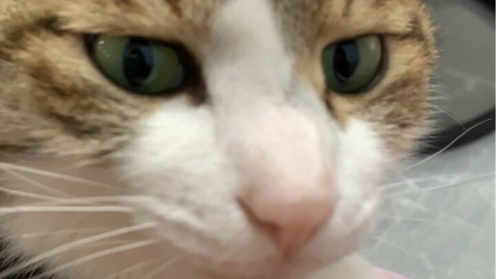 What a total itch-inducing package, everyone! Miao: I, Piggy, can’t stand this handout life for even
