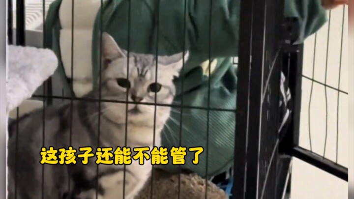 又到了猫狗都嫌弃的年纪，猫狗：我真的是够够的了