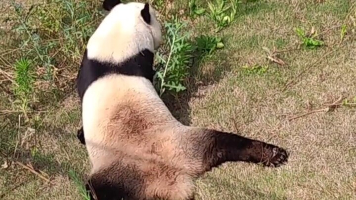 แพนด้ายักษ์ “ร่างกายพิการแต่ใจไม่ยอมแพ้” — ชินหยุน!