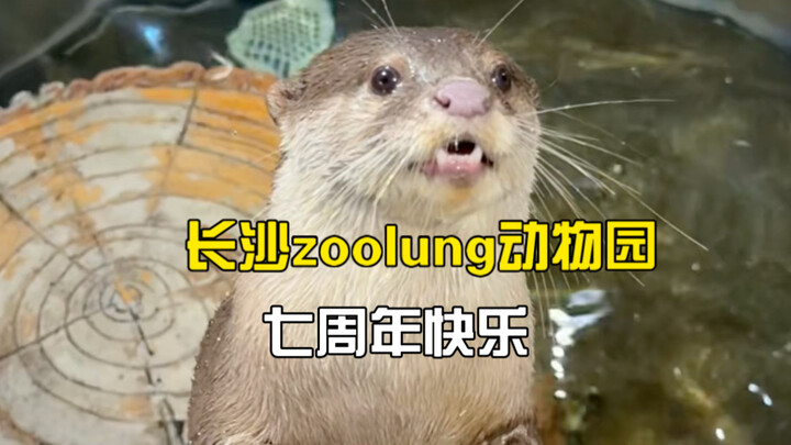 How long can an indoor zoo stay open?