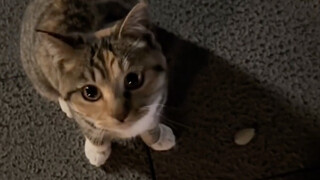 I'm fascinated by it, it's so cute