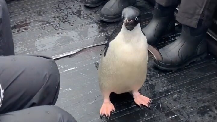 Hey! Human! This ship belongs to the Adelie penguins now! (The penguins finally jump off.)