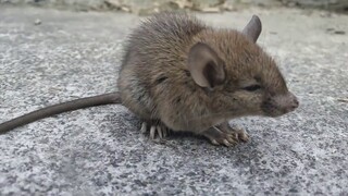 So stupid! I found a cute little wild mouse napping on my doorstep, and then...