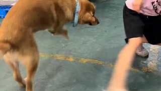 สุนัขจิตวิญญาณแห่งโรงงาน
