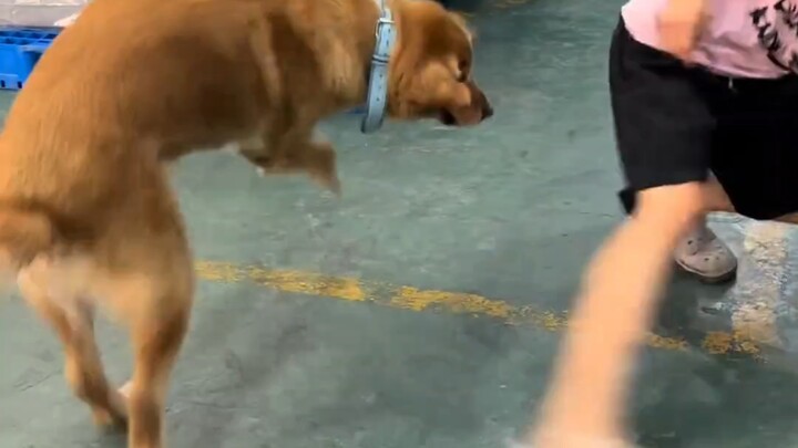 厂里的精神小狗