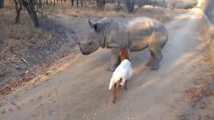 Badak kecil yang polos mengira dirinya adalah domba mengembik!