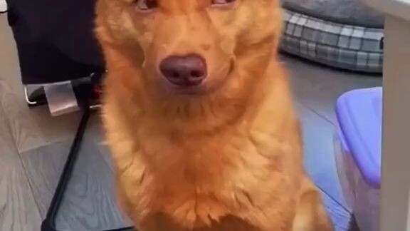 #cute#pets
