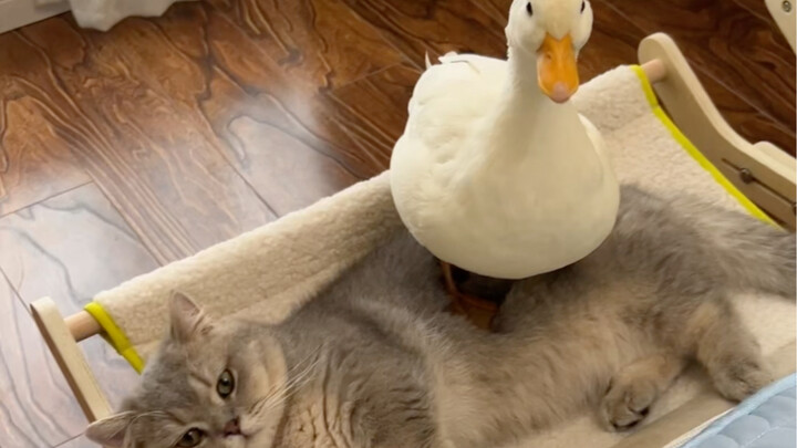 Duck: Overbearing CEO's Forced Love