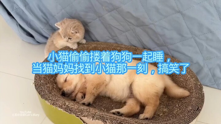 When the kitten secretly watches the dog sleeping together, and then the mom cat finds it—hilarious!
