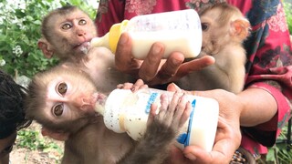 Grandma feed milk to Mino, Coconut and Lay Heang