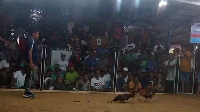 lapog cock pit arena win tayu mga boss
