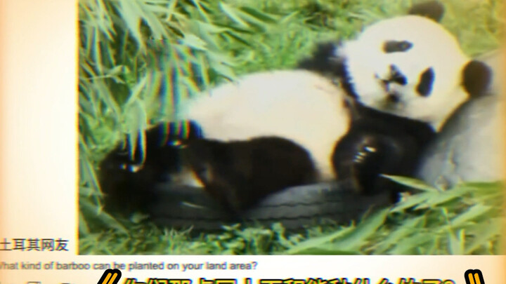 لا... يا كوريا الجنوبية، مخللكم يسبب الهلوسة...