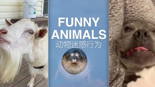 FUNNY ANIMALS ｜ Animals' Confusing Behaviors