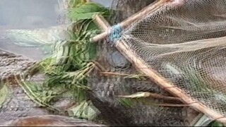 duwali fishing in Nepal | fishing technique |