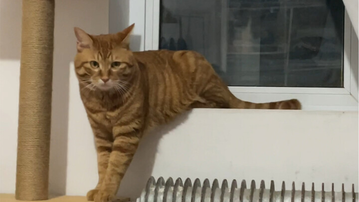 Hal-Hal Kecil yang Diajarkan Kucing kepada Saya