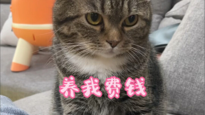 真无语，我一头小猪能花几个子