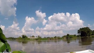 Bắn Cò Mới Nhất - Cách Săn Bắt Cò Kiểu Mới Của Dân Miền Tây 20