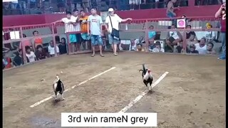 3rd win rameN grey (rameN backyard of Leyte)
