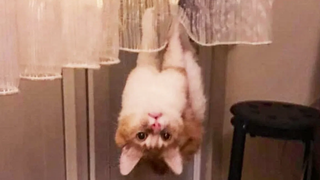 ตลกที่สุด 😻 แมวและ🐶 สุนัข - พยายามอย่าหัวเราะ 🤣 - ชีวิตสัตว์เลี้ยงแสนตลก