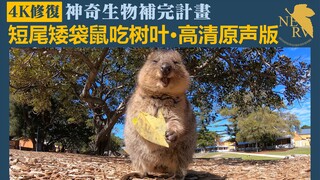 【4K修复】短尾矮袋鼠吃树叶·高清原声版—神奇生物补完计划014