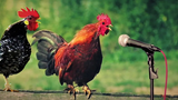 Chicken Song and Dancing Rooster - Funny Chicken Dance