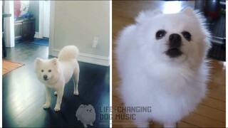 Time Passing Through but Dogs Sung It (Dogs Version Cover)