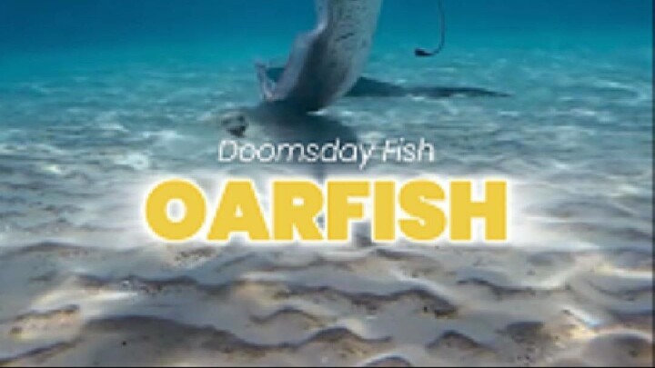 Does the "Doomsday Fish" Actually Predict Earthquakes? 🌊🐟 #oarfish