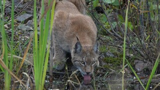 A miniature version of the king of beasts - the lynx