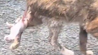 "Mother Base Card": A Kitten's Hellish Start Is Comparable to a Vocational High School Toilet—You Ca