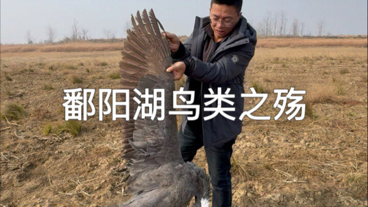 Theo chân tình nguyện viên thâm nhập vùng bảo tồn chim ở Hồ Poyang, tuần tra từ 11 giờ tối hôm qua đ