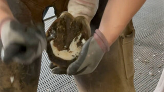 马儿订蹄到底痛不痛