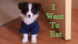 Border Collie “Speak” Food