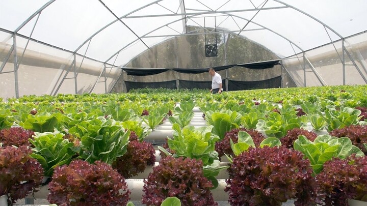 The secret to AYANA's delicious and fresh foods | Hydroponic Farm in Bali