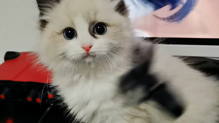 Kucing kecil ini sebaiknya diberi nama apa?