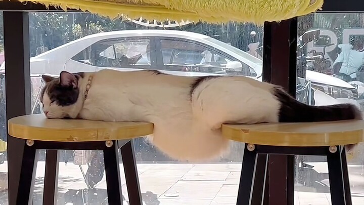 What decent cat sleeps like this?