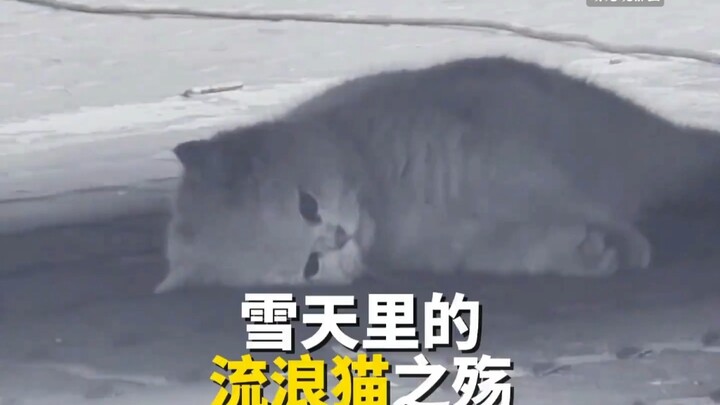 “Kucing-kucing itu nggak sadar lagi mengembara; yang mereka tahu cuma musim dingin itu dingin banget