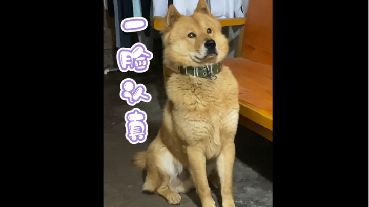 น้องหมาจิตใจเข้มแข็งฝึกทหารออนไลน์!